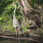 The Great Blue Heron 