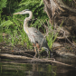 The Great Blue Heron 