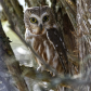 Saw-whet Owl