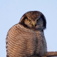 Northern Hawk Owl