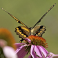 Giant swallowtail butterfly 