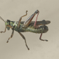 Grasshopper