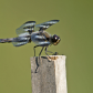 Male 12 spotted dragonfly