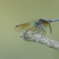 Male Blue Dasher dragonfly