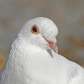 Rock pigeon