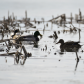 Mallards