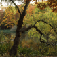 Dancing tree