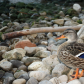 Ducks on the rocks