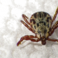 Uninvited Hitchhiker