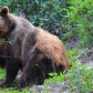 Grizzly Eating Buffalo Berries