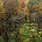 fall leaves