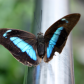 Electric blue