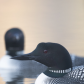 Morning Loons