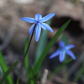 Backyard Blue