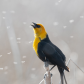 Marsh Song