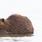 Beaver Buffet