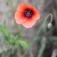 The popping poppy