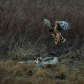 Flight night