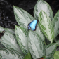 butterflies