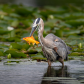 Blue heron catching a goldfish