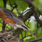 American robin feeding its children