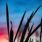Cattail Sunset