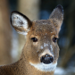 Winter Doe