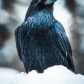 The Guardian