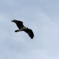 Soaring