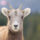 Beautiful Bighorn 