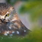 Northern Saw-Whet Owl