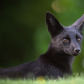 Red Fox