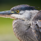 Up Close With a GBH