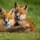 Red Fox Siblings