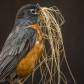 American Robin 