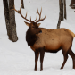 Elk in the woods
