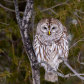Beautiful Barred Owl
