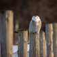 Snowy Owl