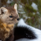 Pine Marten In Winter