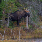 Fall Bull Moose