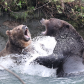 Grizzlies in a Territorial Fight