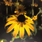 Golden Glow