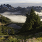 Golden meadows 
