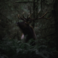King of the forrest 