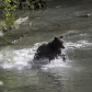 Hunting for fish