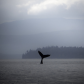 The whale tail