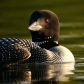 Rembrandt Loon