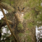 Great Horned