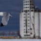 Seagull