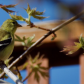 goldfinch